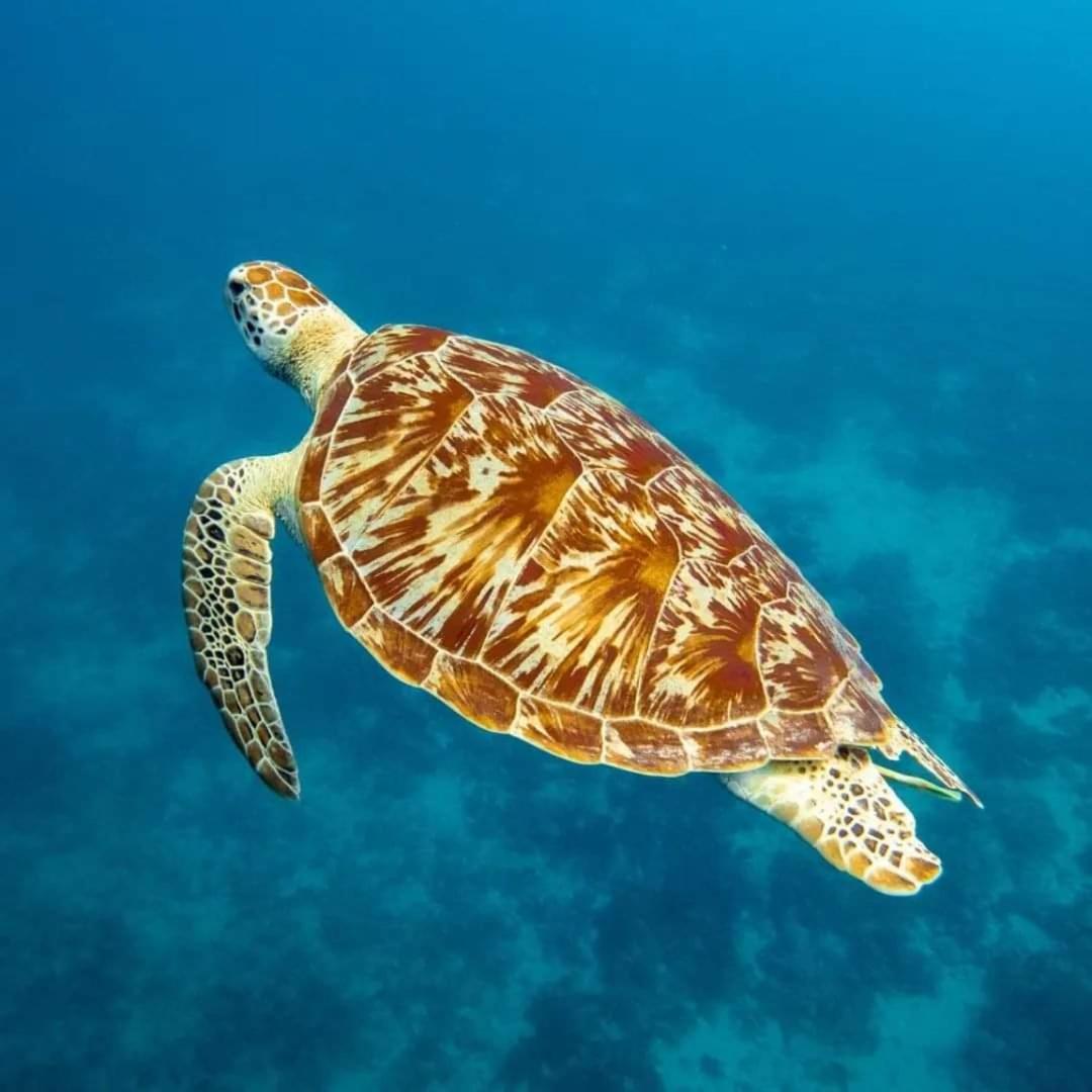Gili Lumbung Bungalow Νησιά Γκίλι Εξωτερικό φωτογραφία